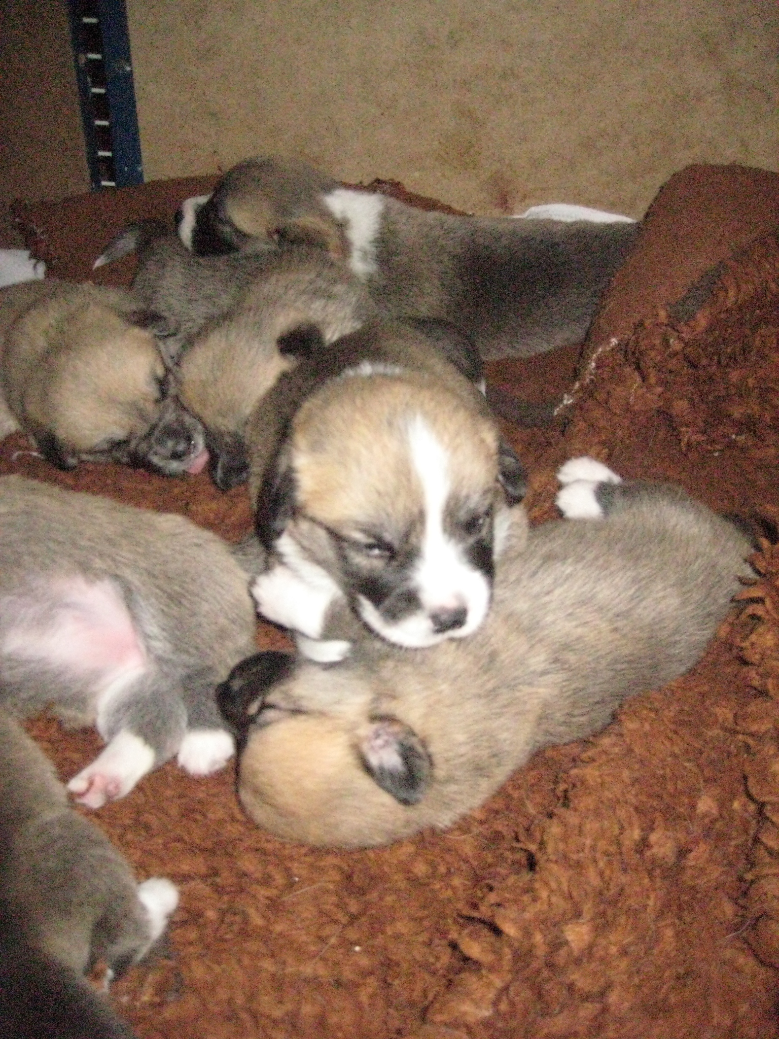 Pups